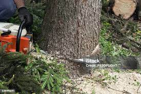 Best Tree Risk Assessment  in El Paso, TX