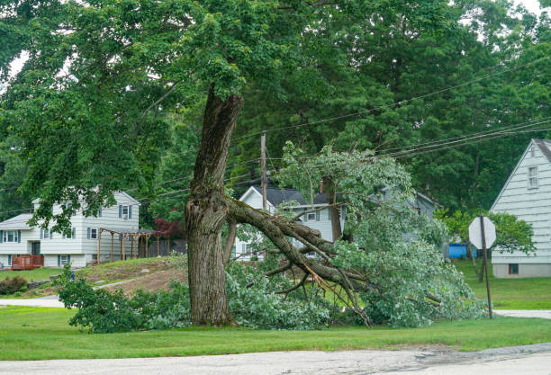 El Paso, TX Tree Services Company