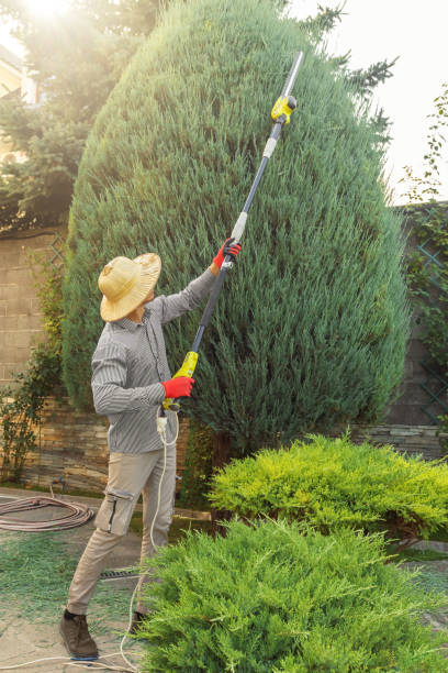Best Tree Preservation Services  in El Paso, TX